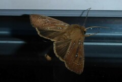 Ichneutica phaula