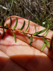 Hibbertia ericifolia