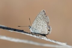 Hemiargus ceraunus