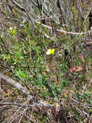Hibbertia ericifolia