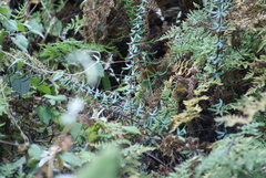 Pellaea ternifolia