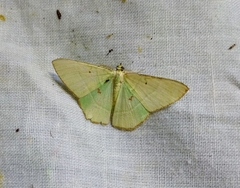 Ornithospila submonstrans