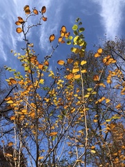 Alnus hirsuta