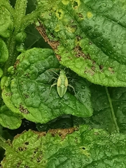 Closterotomus norwegicus