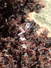 Pelargonium alternans alternans