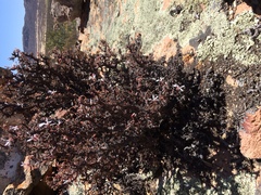 Pelargonium alternans alternans