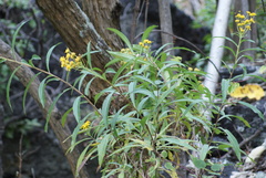 Verbesina virgata