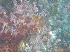 Thalassoma lucasanum