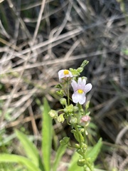 Nemesia fruticans
