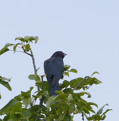 Eudynamys orientalis