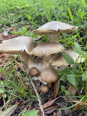 Macrocybe titans