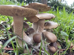 Macrocybe titans