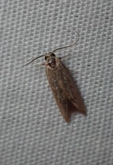 Tachystola hemisema