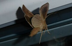 Ichneutica phaula