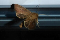 Ichneutica phaula