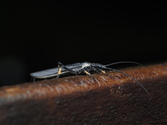 Austroperla cyrene