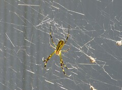 Trichonephila clavata