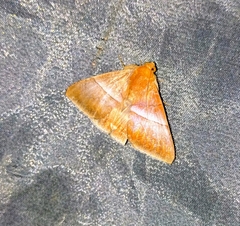 Parallelia calefaciens