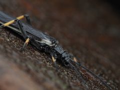 Austroperla cyrene