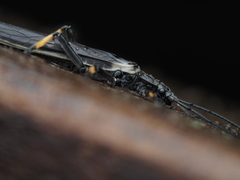 Austroperla cyrene