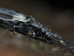 Austroperla cyrene