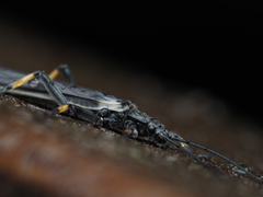 Austroperla cyrene