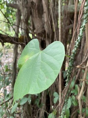 Menispermaceae