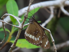 Euploea core corinna