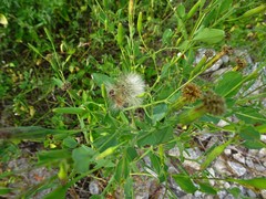 Porophyllum ruderale