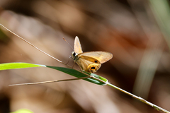 Hypocysta irius
