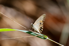 Hypocysta irius