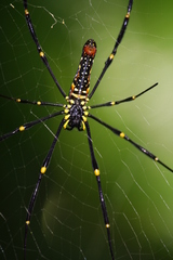 Nephila pilipes