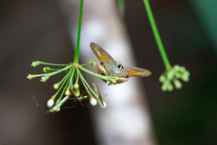 Hypocysta irius