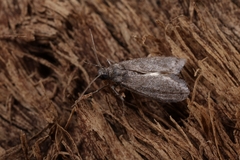 Ectomyelois ceratoniae