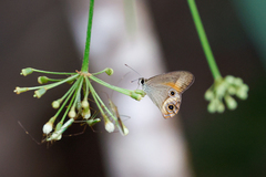 Hypocysta irius