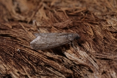 Ectomyelois ceratoniae