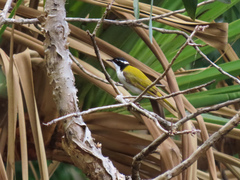 Melithreptus albogularis