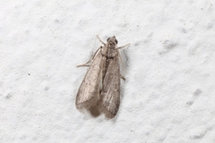 Ectomyelois ceratoniae