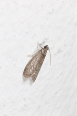 Ectomyelois ceratoniae