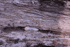 Aegosoma sinicum sinicum