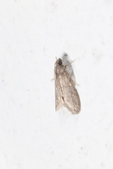 Ectomyelois ceratoniae