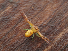 Diaea ambara