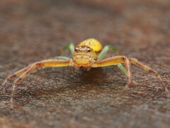 Diaea ambara