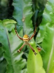 Argiope keyserlingi