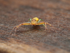 Diaea ambara