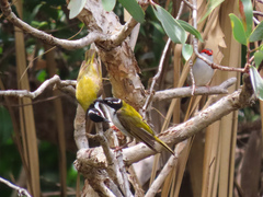 Melithreptus albogularis