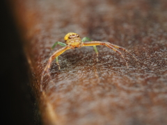 Diaea ambara