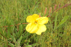 Oenothera stricta