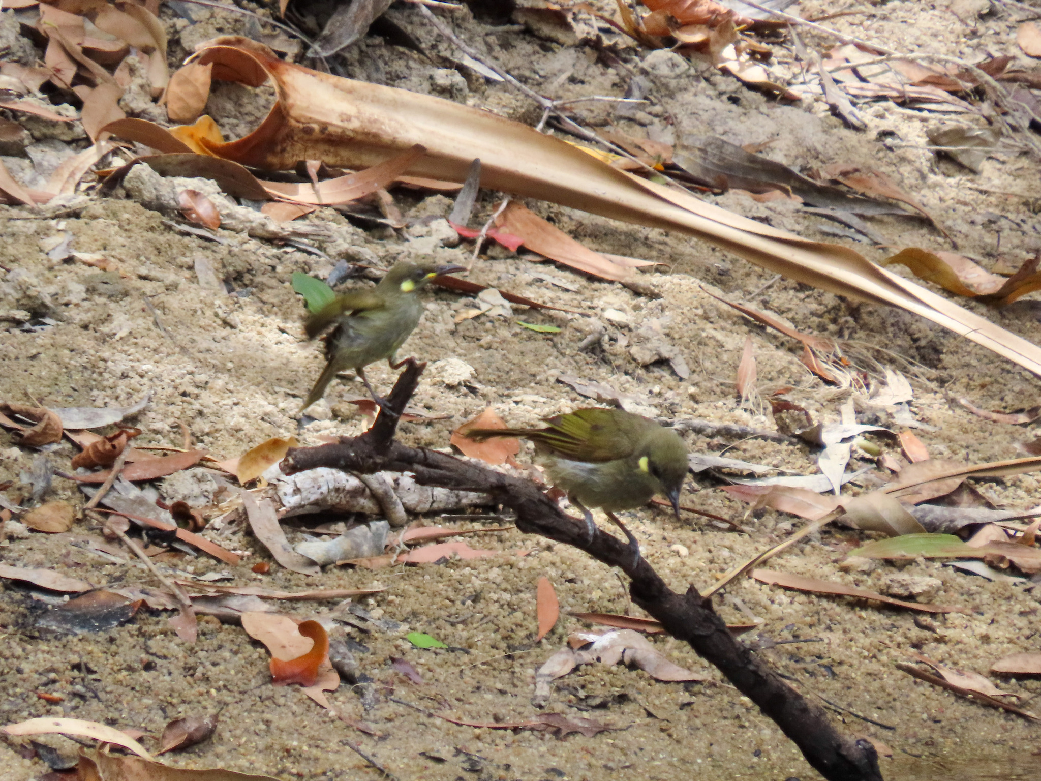 Graceful Honeyeater illustration