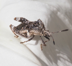 Merocoris